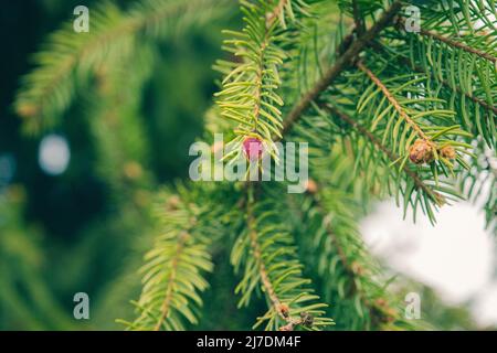 young red fir buds on spruce branches close up. spring season. Blossom fresh fir buds - healthy drug in alternative medicine. Stock Photo