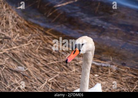 Side view of a mute swan males head Stock Photo