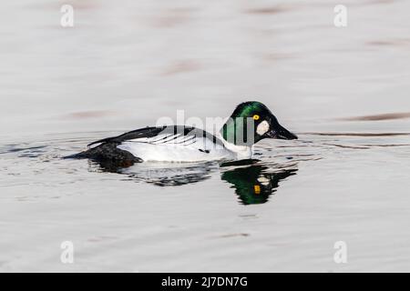 A Goldeneye drake duck in side profile, swimming in calm, light colored waters. Closeup view. Stock Photo