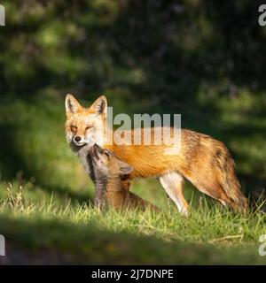 Adult Red fox (vulpes vulpes) with offspring Colorado, USA Stock Photo