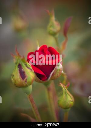 Red Rose buds in the garden. View close up of garden roses. Stock Photo