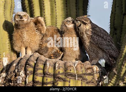 Great Horned Owl with Three Owlets Stock Photo