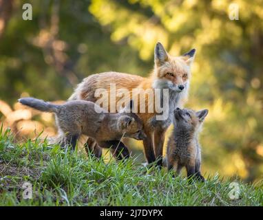 Adult Red fox (vulpes vulpes) with two kits in forest Colorado, USA ...