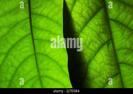 Green textured avocado tree leaves close-up Stock Photo