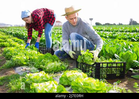 Farm couple harvesting green lettuce on plantation in spring Stock Photo