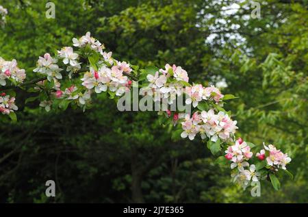 The beautiful flowers of crab apple blossom at the beginning of May.  The buds start off a deep pink and fade to white as the flower opens. Stock Photo