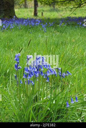 Bluebells growing in a mixed woodland at Rivington In Lancashire in early May.