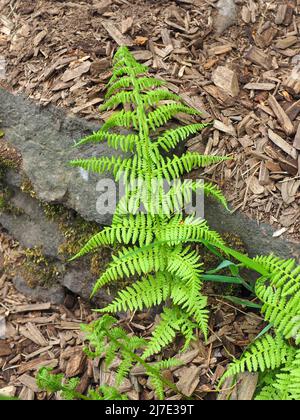 Fronds of young bracken growing in a forest at Rivington in Lancashire, in May. Stock Photo