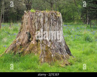 Decaying tree stump providing a home for insects in mixed woodland at Rivington in Lancashire. Taken in spring. Stock Photo