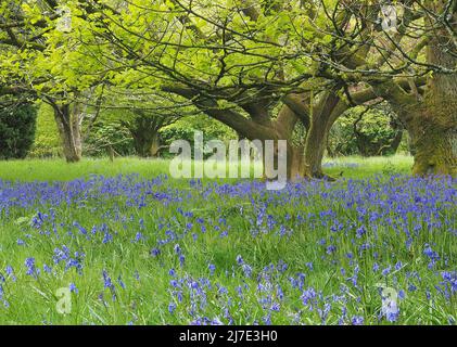 Native English bluebells ((Hyacinthoides non-scripta) growing in broadleaf woodland in early May in Lancashire Stock Photo