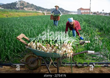 Wheelbarrow with freshly harvested green onions on farm plantation Stock Photo