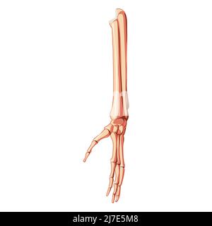 Forearms Skeleton Human front Anterior ventral view. Set of ulna, radius, hand, carpals, wrist, metacarpals, phalanges 3D realistic flat natural color concept Vector illustration of anatomy isolated Stock Vector