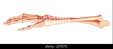 Forearms Skeleton Human front view. Set of ulna, radius, hand, carpals wrist, metacarpals, phalanges 3D realistic flat natural color concept Vector illustration of anatomy isolated on white background Stock Vector