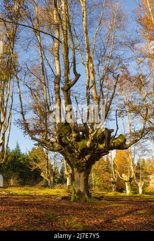 Autumn in the beech forest of Otzarreta, Vizcaya, Spain Stock Photo