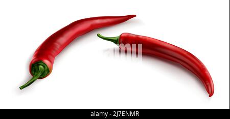 Red chili pepper, hot spicy plant pod, paprika cayenne with green stem vector realistic illustration isolated on white background. Ripe vegetable with shadow Stock Vector