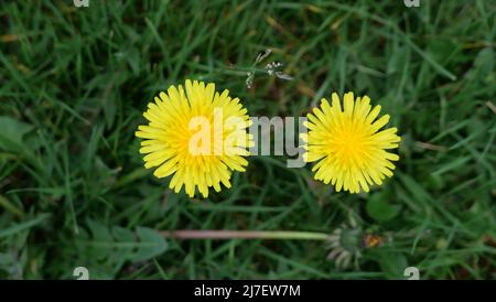 Top view of two yellow dandelion flowers against green grass background Stock Photo