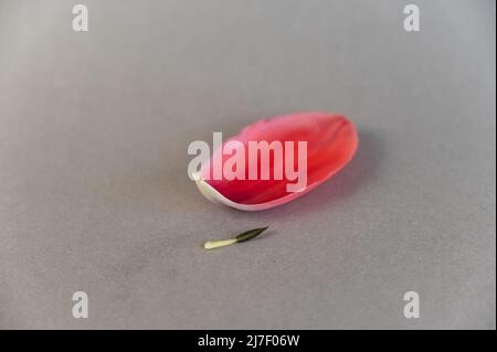 A red tulip petal against a gray background.  Fallen petal with stamen lying on the surface. Minimalist composition. Stock Photo
