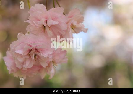 Background with blooming cherry trees and cipy space Stock Photo