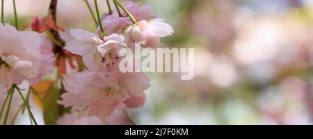 Background with blooming cherry trees and cipy space Stock Photo