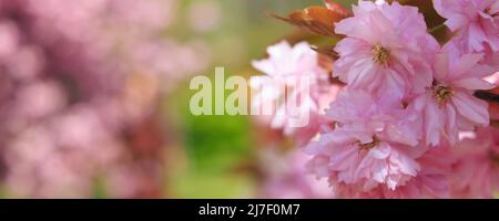 Background with blooming cherry trees and cipy space Stock Photo