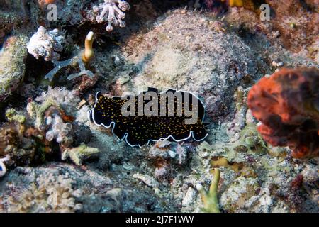 A Gold Spotted Flatworm (Thysanozoon nigropapillosum) in the Red Sea Stock Photo