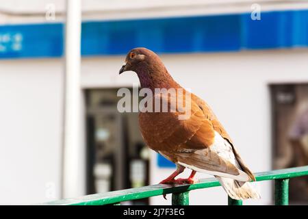Pigeon on the railing of the stairs. Red dove. Stock Photo