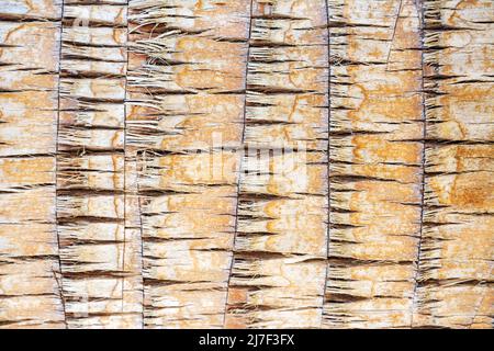 Texture of palm tree bark. Beautiful bark pattern. Close-up. Background, texture Stock Photo