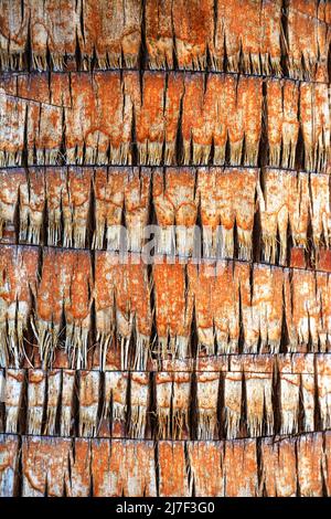 Texture of palm tree bark. Beautiful bark pattern. Close-up. Background, texture Stock Photo