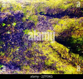 Green moss cover on tree bark background. Close- up moss texture on tree surface. Stock Photo
