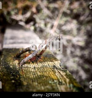 Bent rusty nails in wood Stock Photo