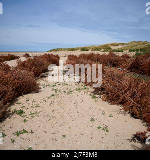 Old christmas trees planted in sand dunes as part of conservation programme Stock Photo