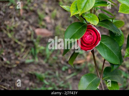 Beautiful red flower rose in full bloom with faded grunge effect Stock Photo