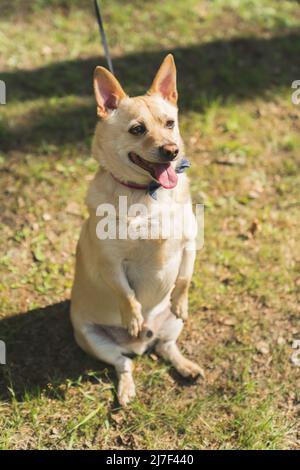 Vertical outdoor shot of a funny adorable mixed-breeded dog sitting on the grass with his front paws held up high. High quality photo Stock Photo