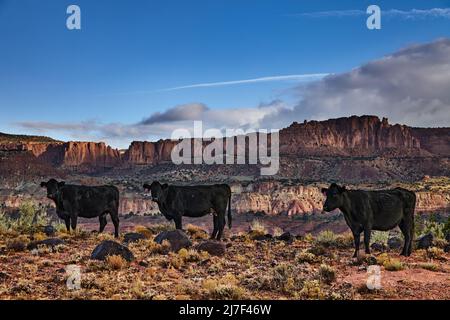Grazing free range cows in the desert pasture, Utah, USA Stock Photo