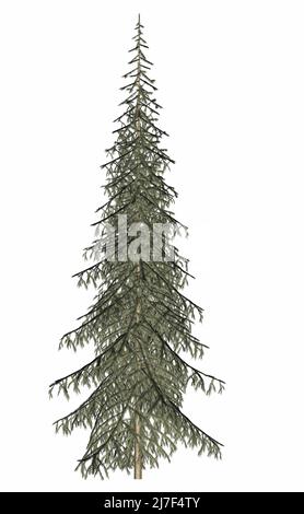 Beautiful single fir evergreen pine tree - 3D render Stock Photo