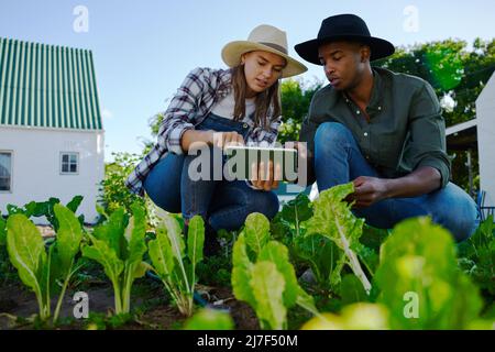 Mixed race male and female farmers crouching down in vegetable patch Stock Photo