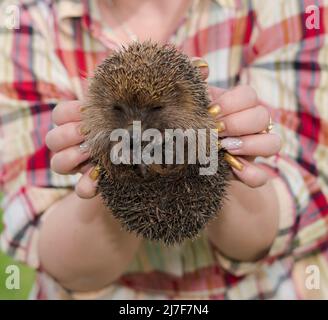 hedgehog, mammals small animal hides in herbaceous plants Stock Photo