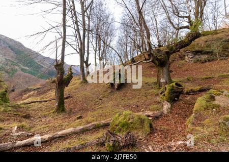 beeches in the gorbea without leaves for the winter Stock Photo