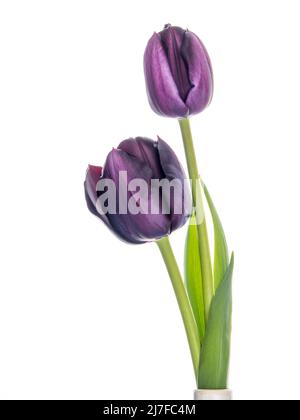 Dark purple, black tulips isolated on white background. Stock Photo