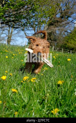 cute irish terrier puppy dog running holding stick in countryside setting Stock Photo