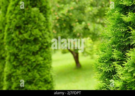 Backyard garden blur park landscape design. Decorative greenery background blur landscape garden design yard green garden background park design Stock Photo