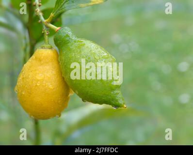 closeup on yellow and green lemons growing in the tree  covered with drops in  a garden Stock Photo
