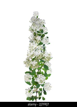 Isolated flowers spirea on white Stock Photo