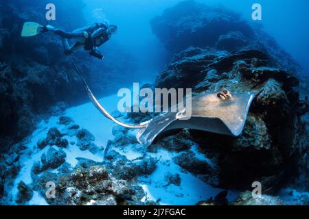 Scuba diver and Southern Stingray (Dasyatis americana) in a caribbean coral reef, Cuba, Caribbean Ocean, Caribbean Stock Photo