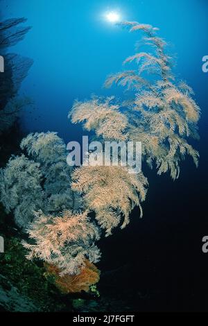 Black coral or Split-pore black coral (Antipathes dichotoma), in a coral reef, Sulawesi, Indonesia, Indo-Pacific Ocean, Asia Stock Photo