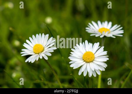 blooming daisies flowers in the garden - close up Stock Photo