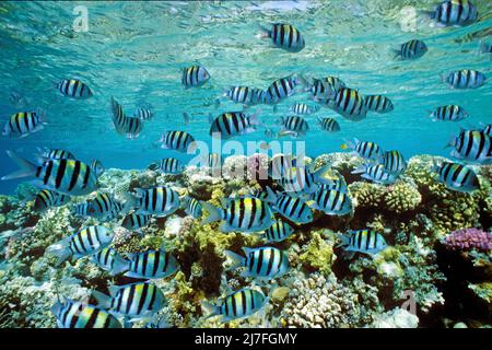 Sergeant Major fishes or píntanos (Abudefduf saxatilis), cruising over a coral reef, Hurghada, Egypt, Red Sea Stock Photo