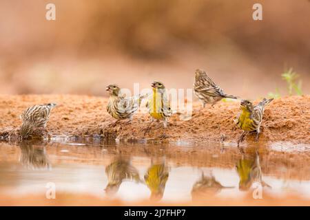 European serin (Serinus serinus). This is the smallest European species of the family of finches (Fringillidae) and is closely related to the Canary. Stock Photo