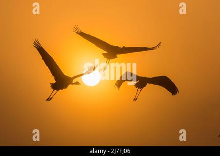 The common crane (Grus grus), also known as the Eurasian crane silhouetted at sunset. Photographed in Hula Valley, Israel in February Stock Photo