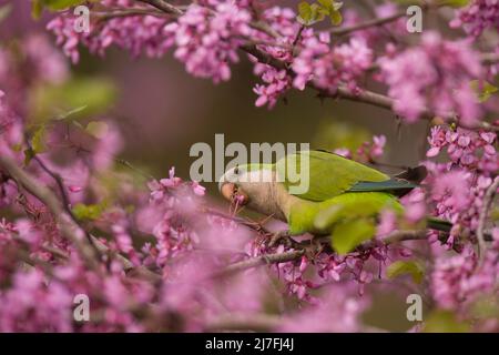 Monk Parakeet, amongst the mauve flowers of a Judas-treealso (Cercis siliquastrum) This feral bird known as the Quaker Parrot, (Myiopsitta monachus) O Stock Photo